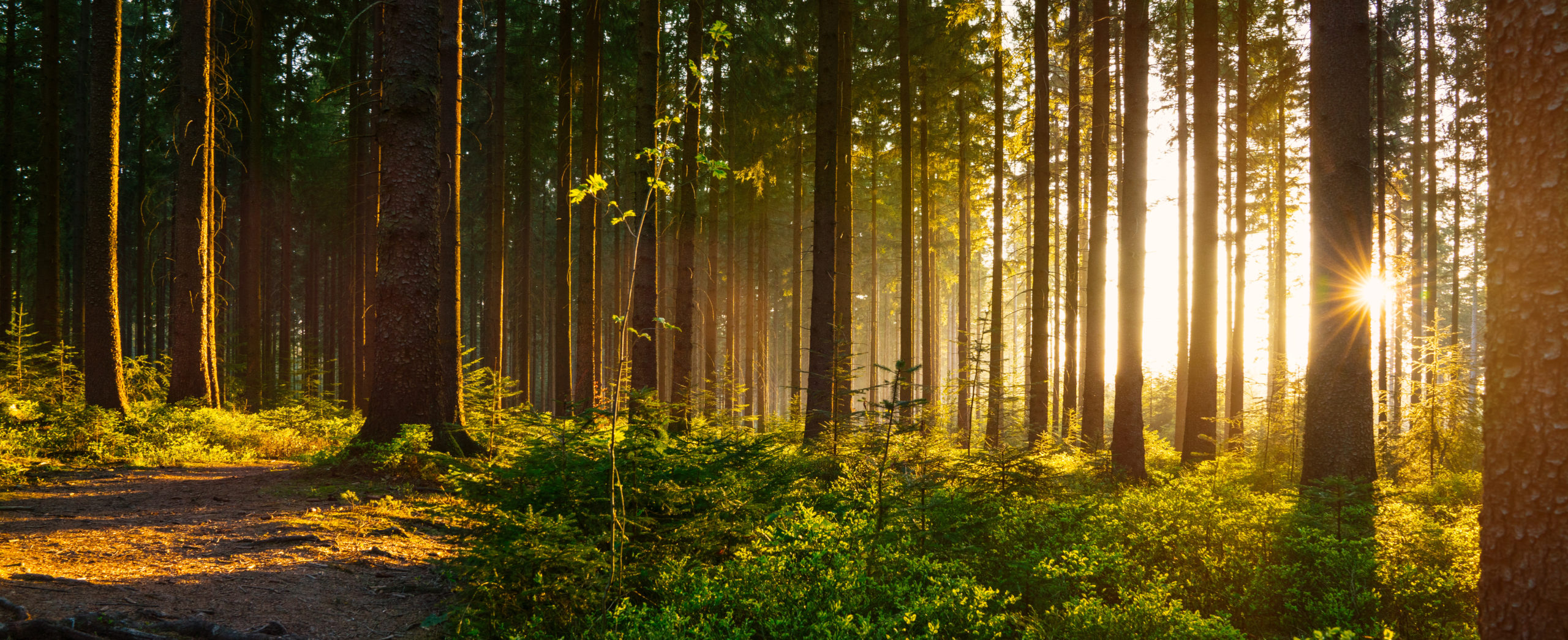 Silent Forest in spring with beautiful bright sun rays - wanderlust